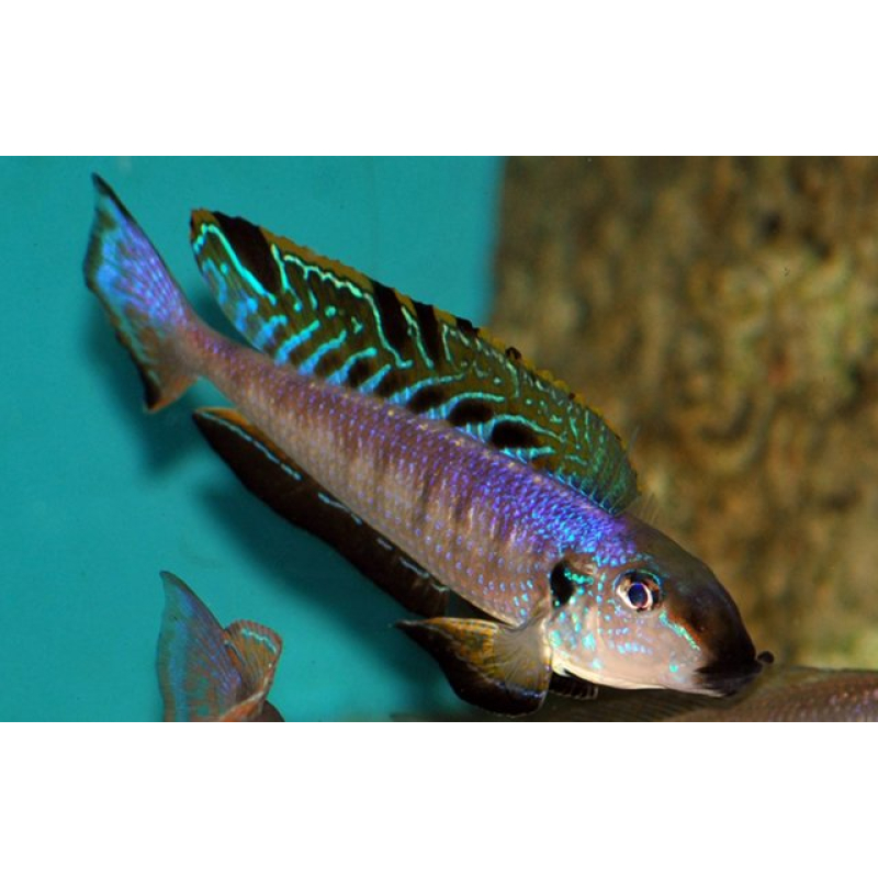 Enantiopus Melanogenys kilesa 5-6cm